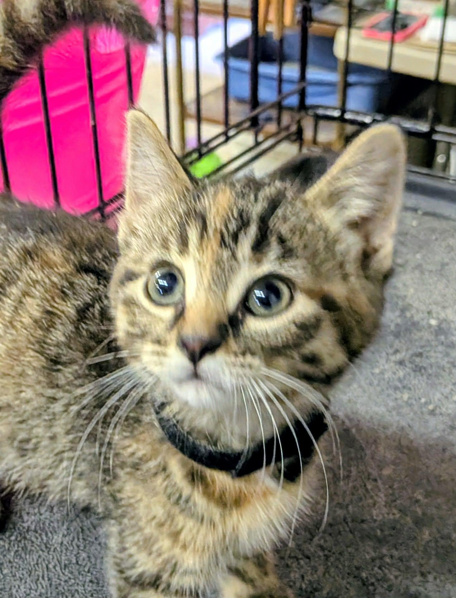 Georgie, ADOPTABLE, Kitten Female Domestic Short Hair.