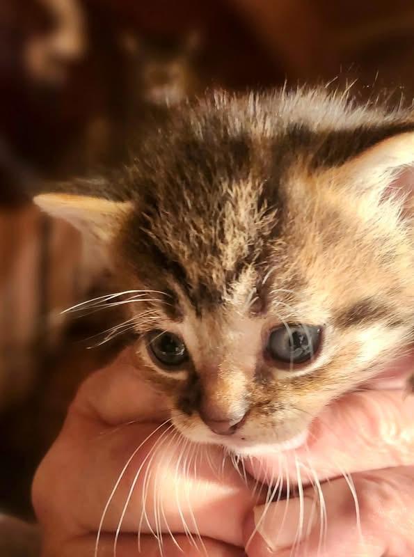 Enlarge Georgie, a ADOPTABLE Domestic Short Hair in Midland, MI image 2/2