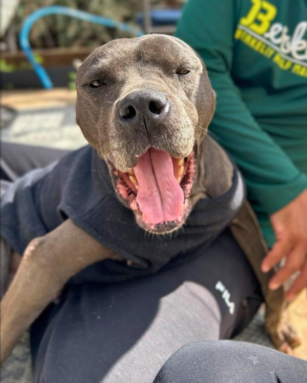Enlarge Freya, a Adoptable mixed breed in Vallejo, CA image 1/1