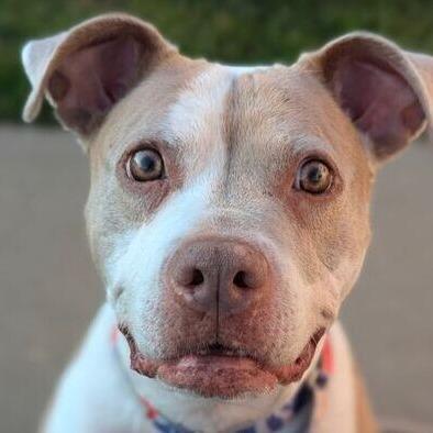 Enlarge Peach, a Adoptable Pit Bull Terrier in Wichita, KS image 1/6
