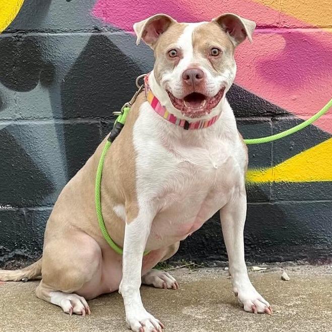 Enlarge Peach, a Adoptable Pit Bull Terrier in Wichita, KS image 2/6