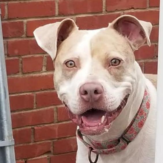 Peach, a Adoptable Pit Bull Terrier in Wichita, KS image 2/6