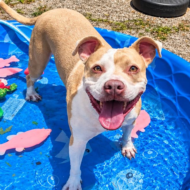 Enlarge Peach, a Adoptable Pit Bull Terrier in Wichita, KS image 4/6