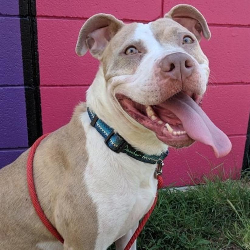 Peach, a Adoptable Pit Bull Terrier in Wichita, KS image 3/6