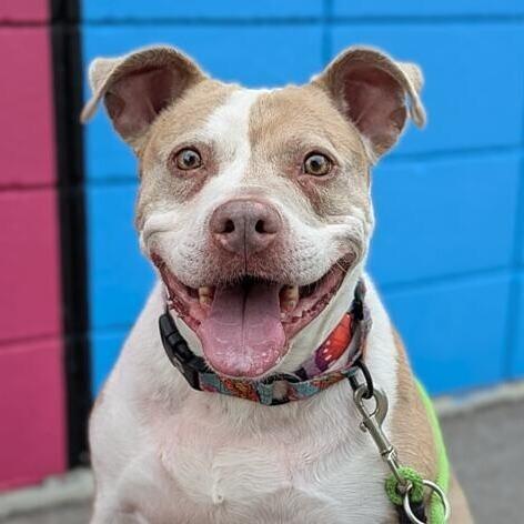 Peach, a Adoptable Pit Bull Terrier in Wichita, KS image 4/6