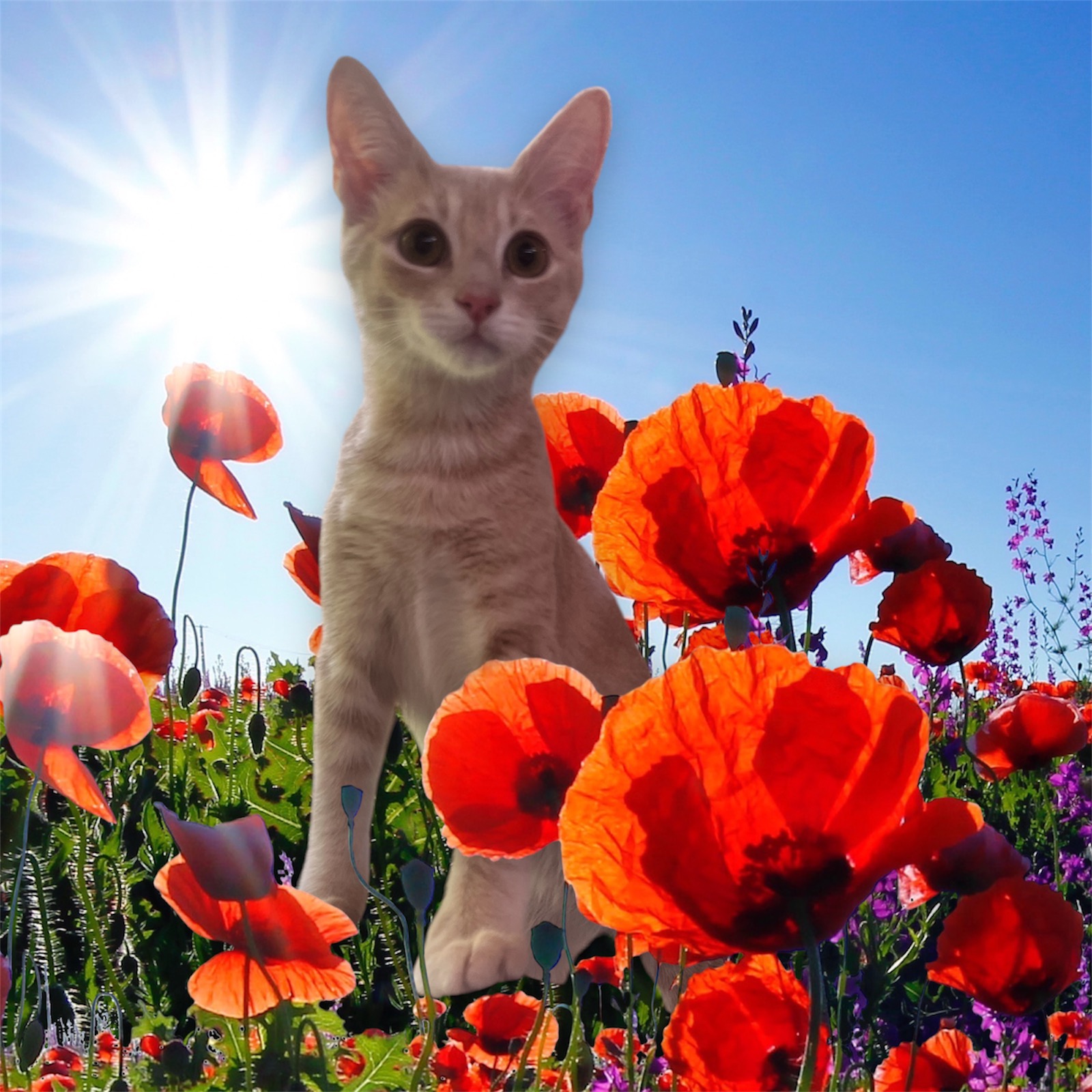 THISTLE, a Adoptable Domestic Short Hair in Spotsylvania, VA image 6/6