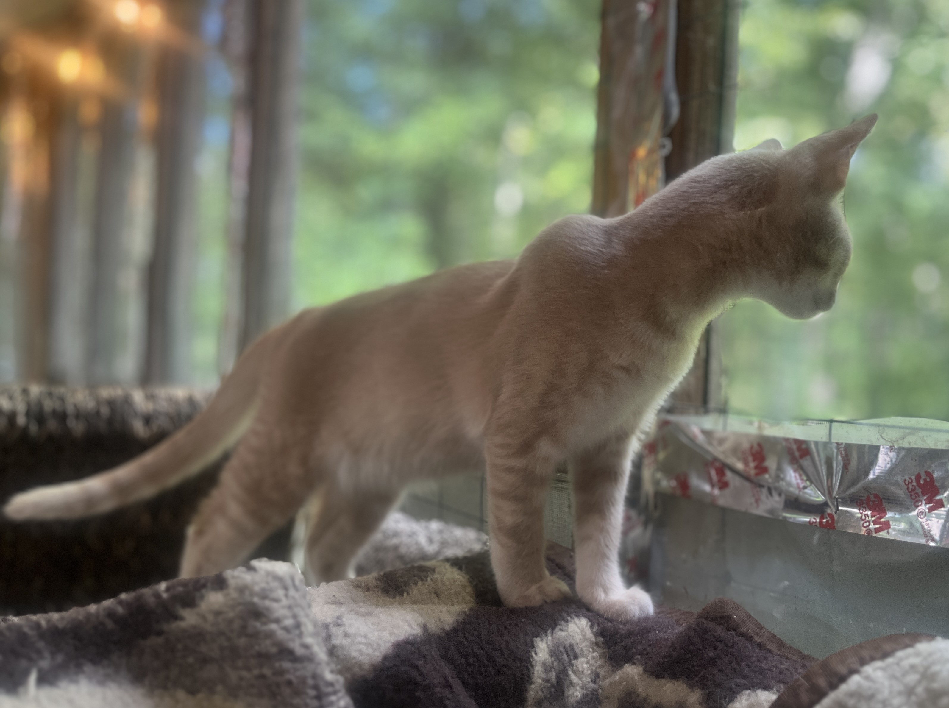 THISTLE, a Adoptable Domestic Short Hair in Spotsylvania, VA image 5/6