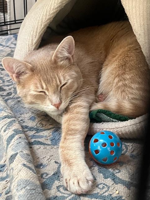 THISTLE, a Adoptable Domestic Short Hair in Spotsylvania, VA image 1/6