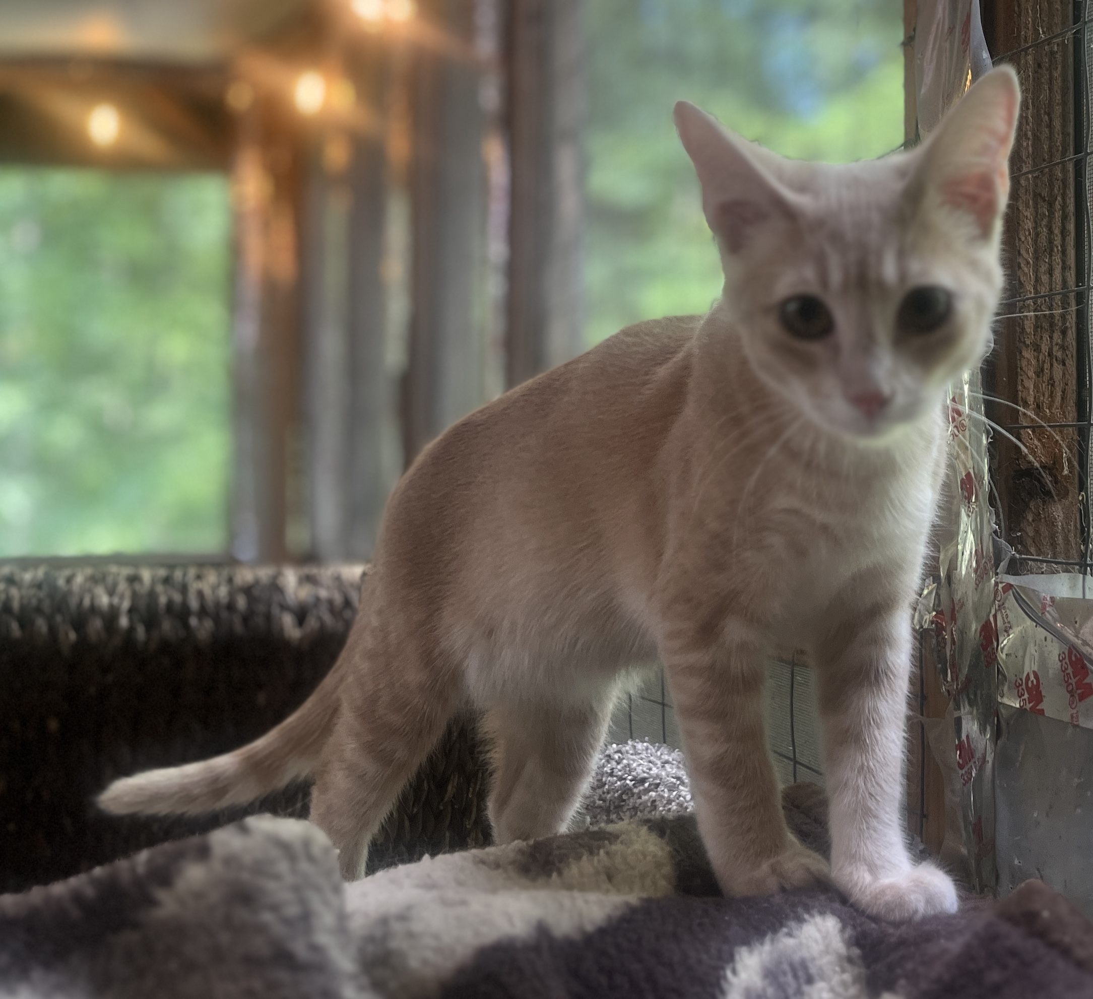 THISTLE, a Adoptable Domestic Short Hair in Spotsylvania, VA image 4/6