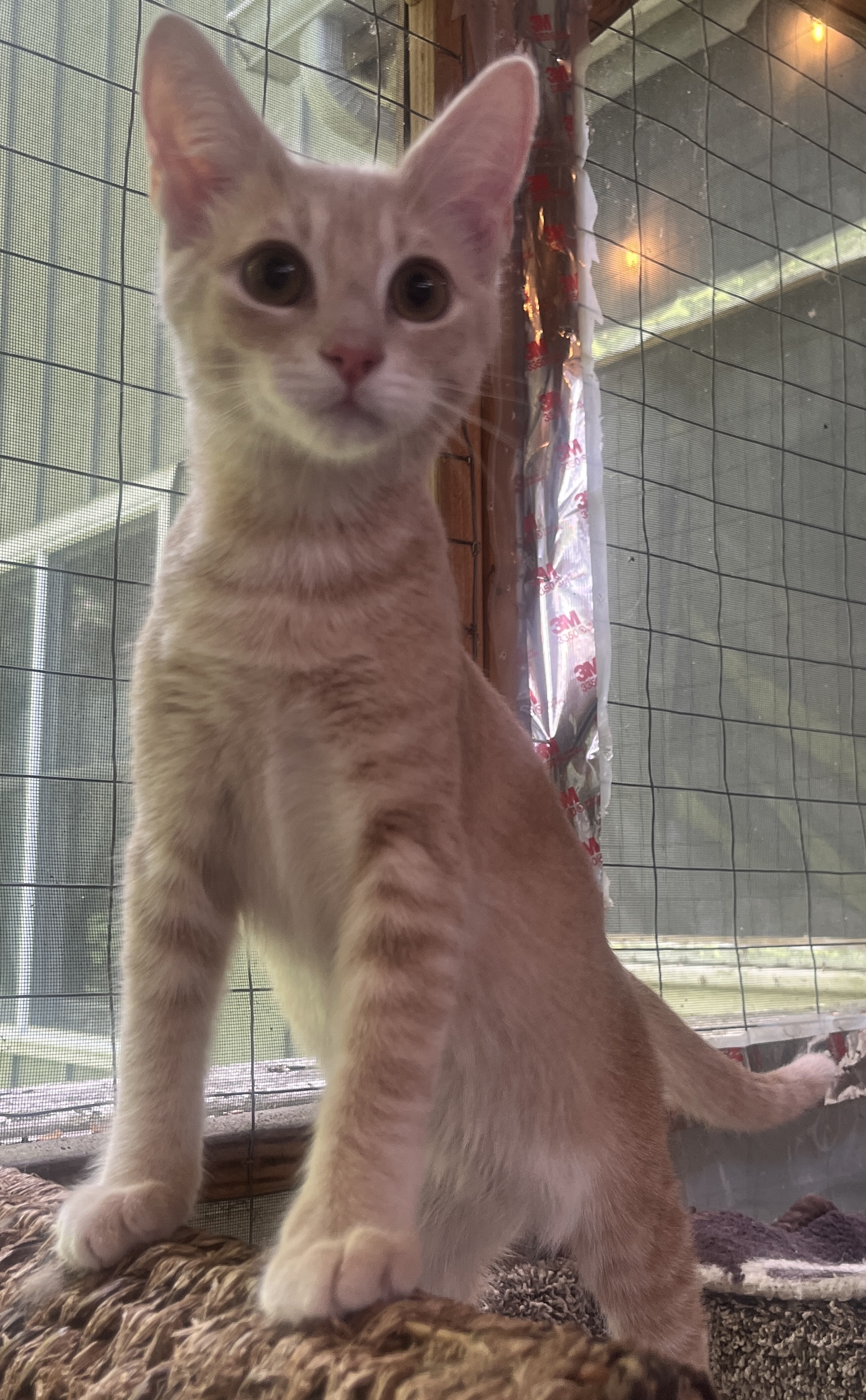 THISTLE, a Adoptable Domestic Short Hair in Spotsylvania, VA image 2/6