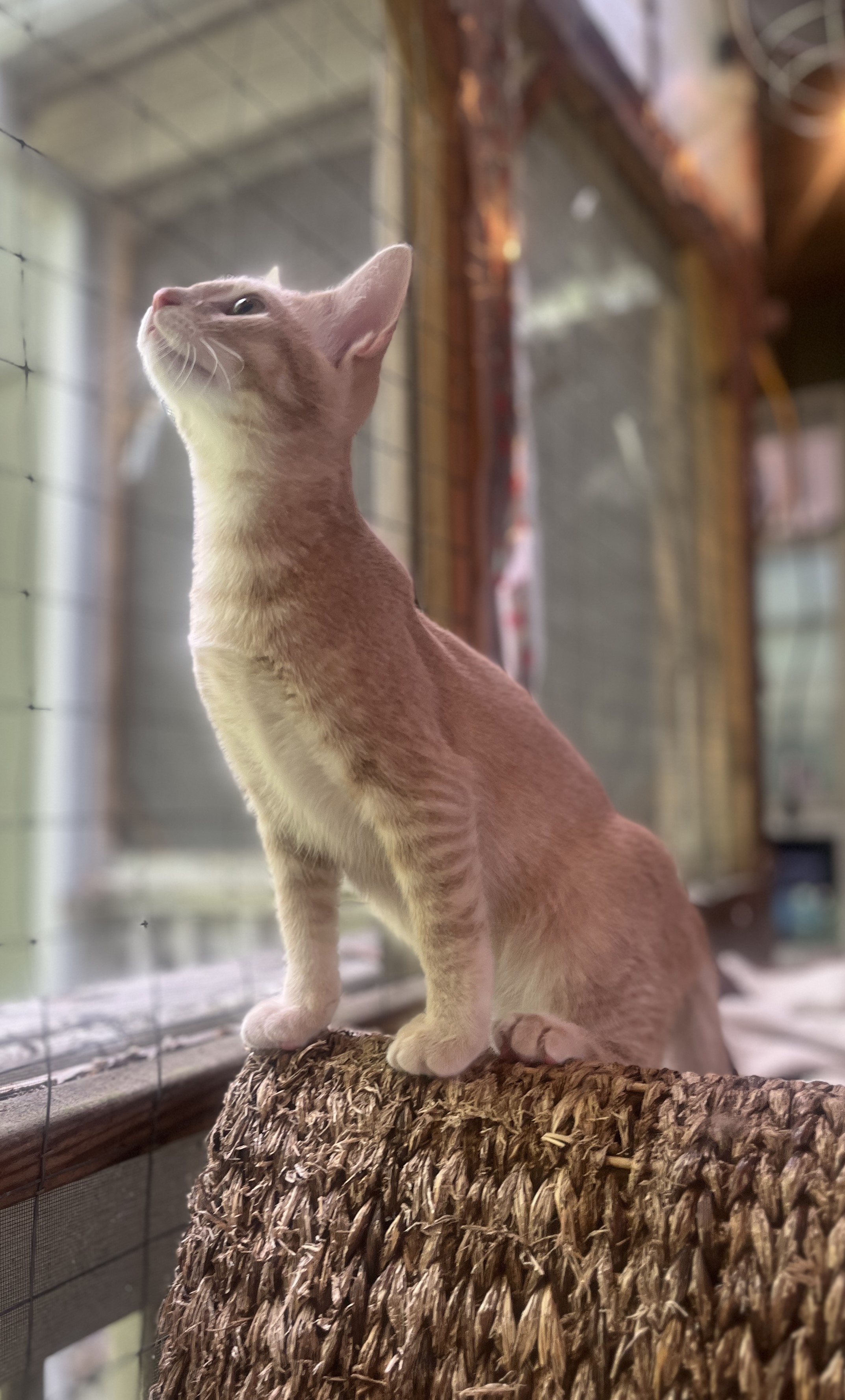 THISTLE, a Adoptable Domestic Short Hair in Spotsylvania, VA image 3/6