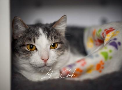 Allister, Adoptable, Adult Male Domestic Short Hair & Domestic Short Hair.