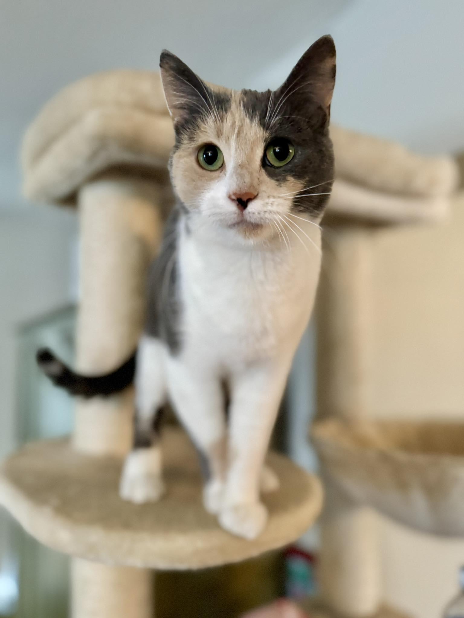 Marble, adopted, Adult Female Calico.