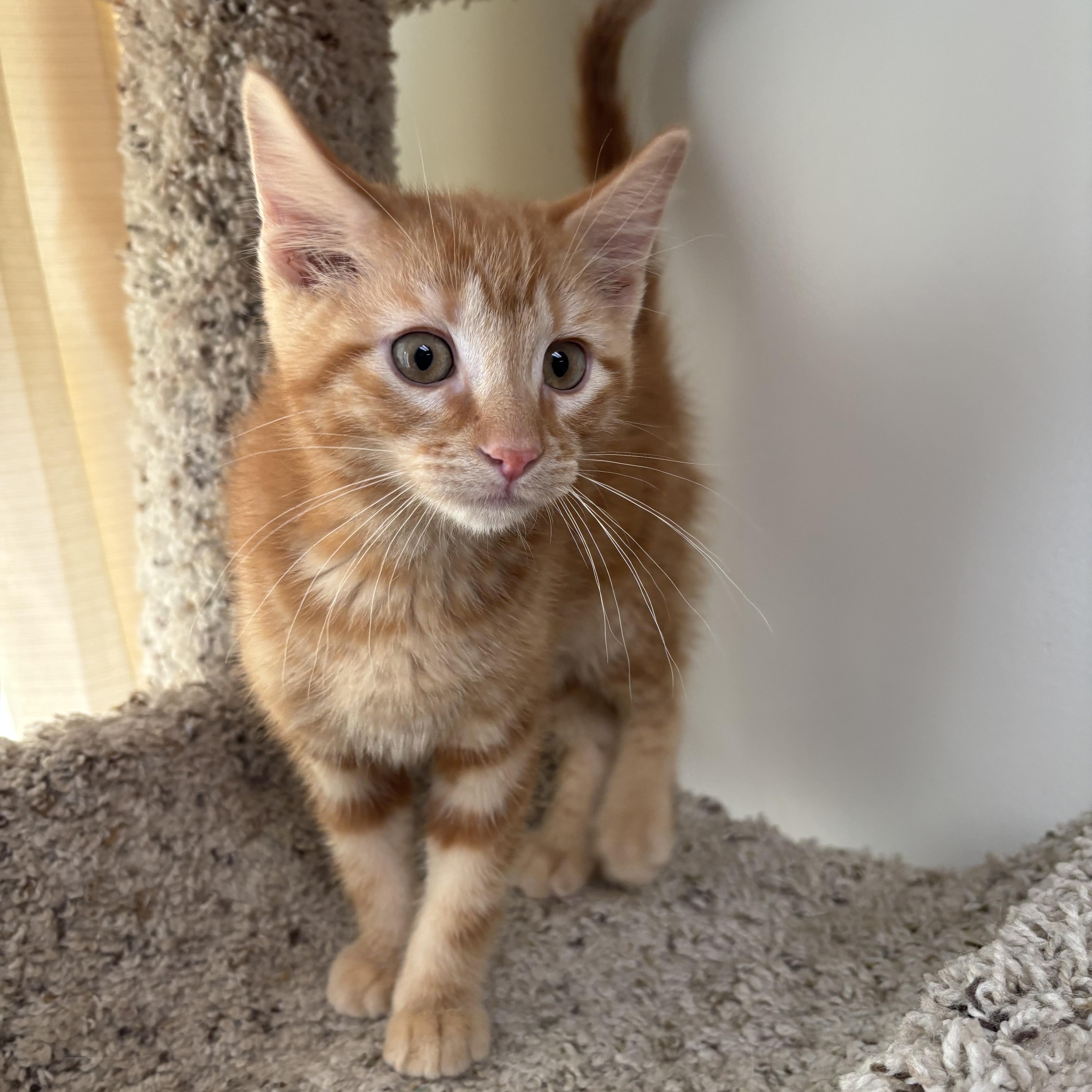 Enlarge Frito, an adopted mixed breed in Gladstone, MO image 1/1