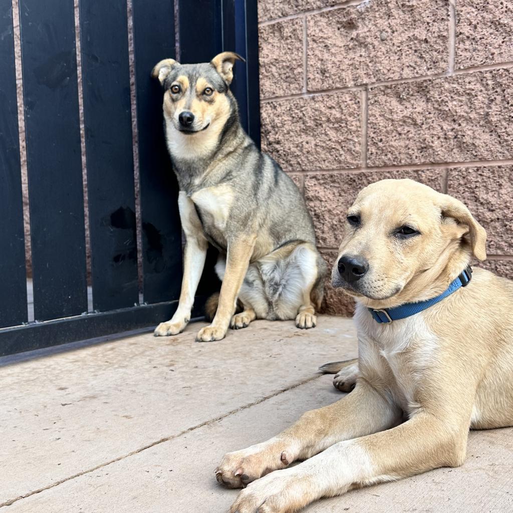 Triscuit — thumbnail 4