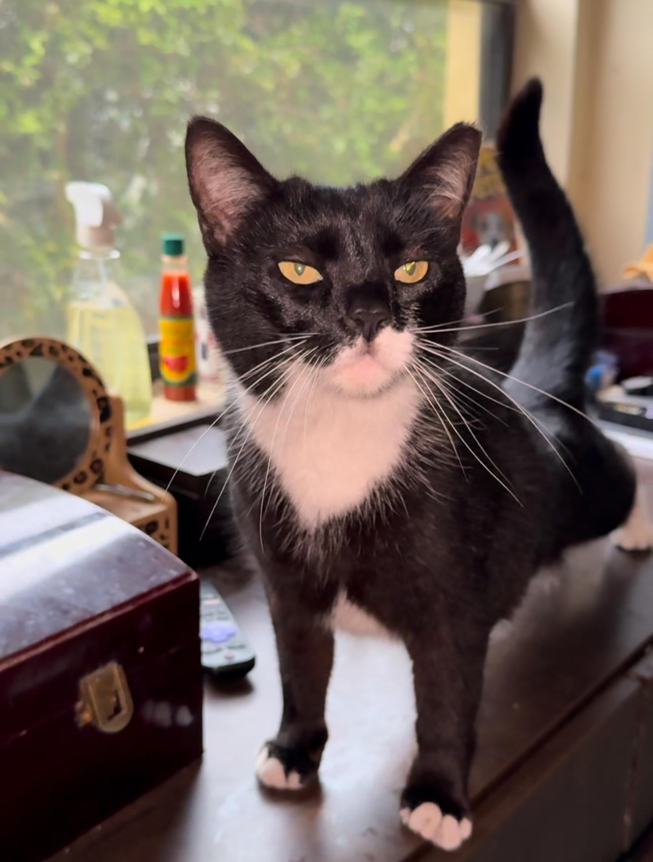 Patina — thumbnail 3