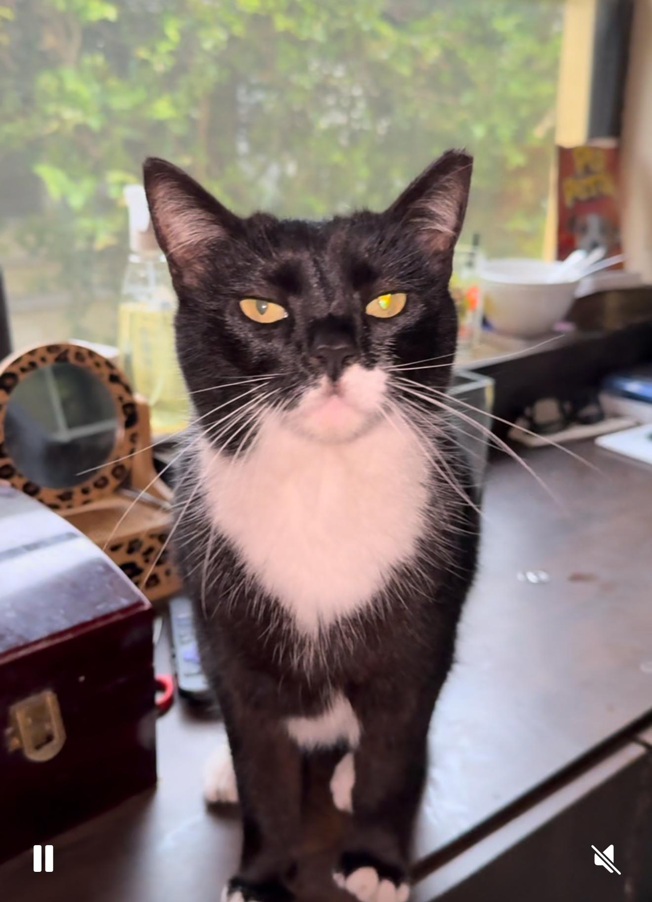 Patina — thumbnail 4