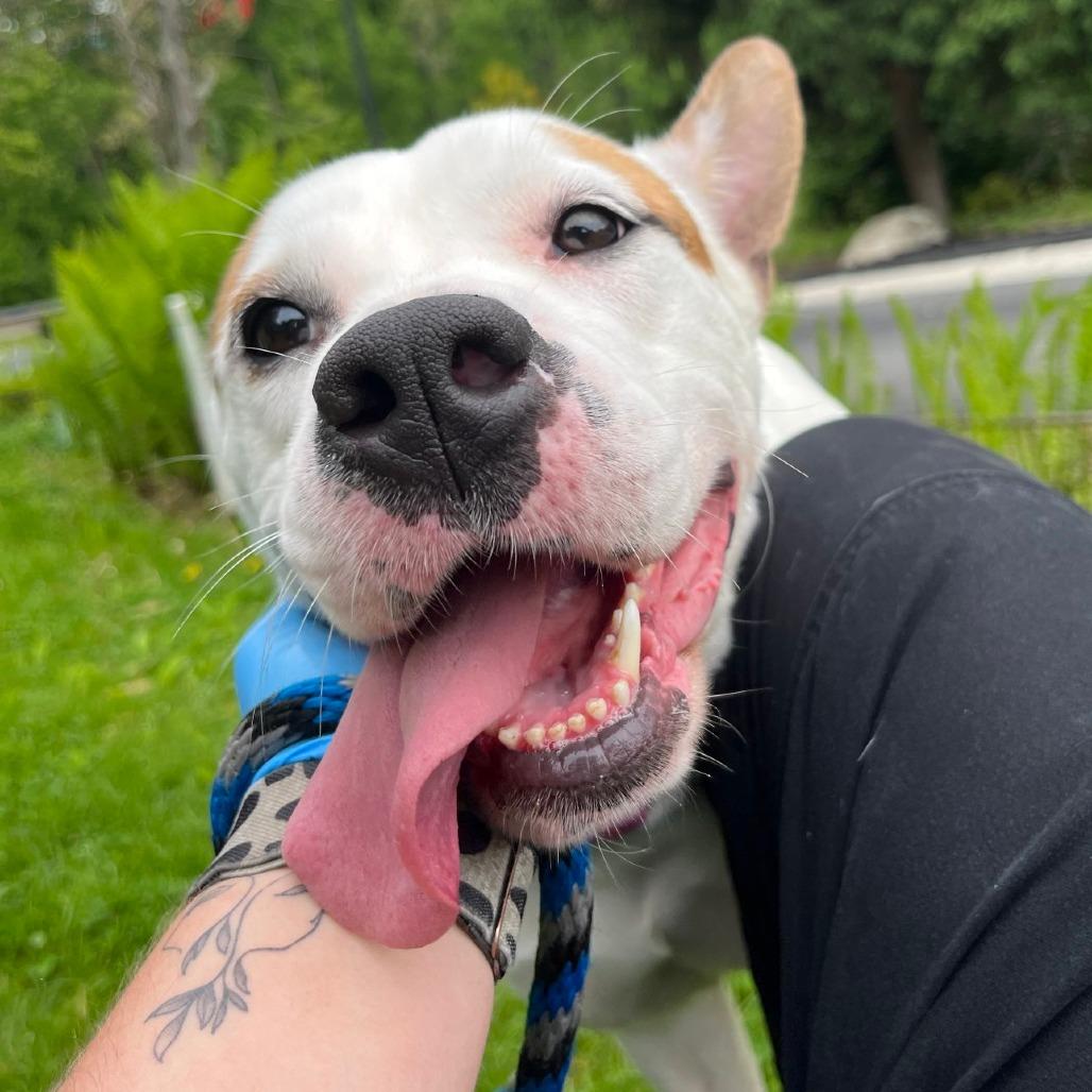 Jasmine, a Adoptable mixed breed in Birdsboro, PA image 1/6
