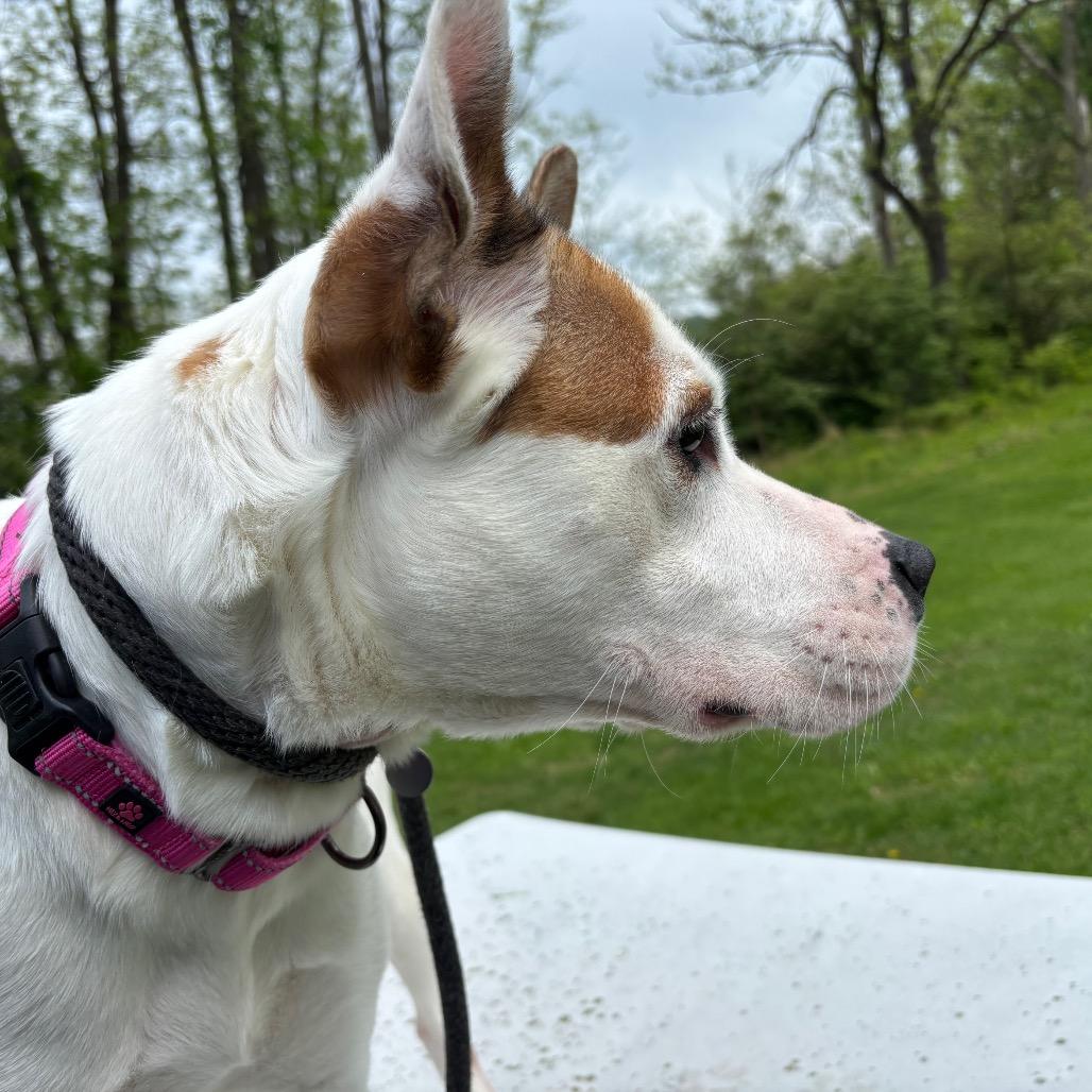 Jasmine, a Adoptable mixed breed in Birdsboro, PA image 2/6