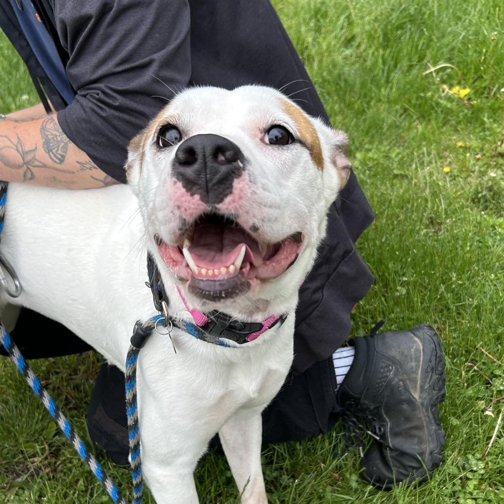 Jasmine, a Adoptable mixed breed in Birdsboro, PA image 3/6