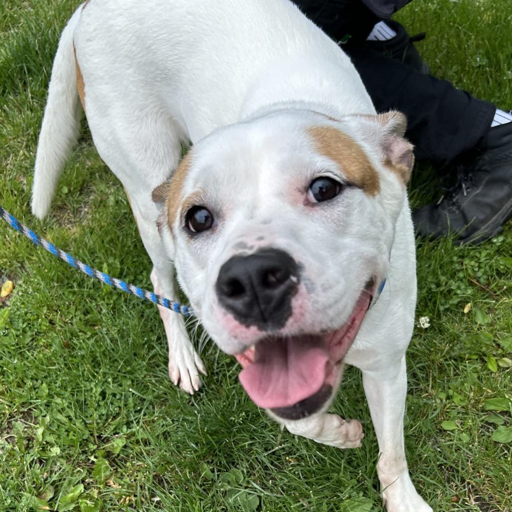 Jasmine, a Adoptable mixed breed in Birdsboro, PA image 4/6