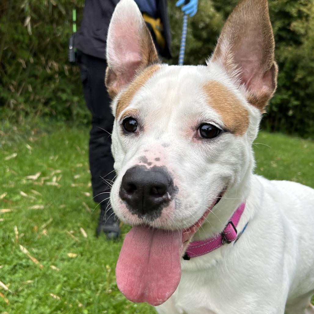 Jasmine, a Adoptable mixed breed in Birdsboro, PA image 5/6