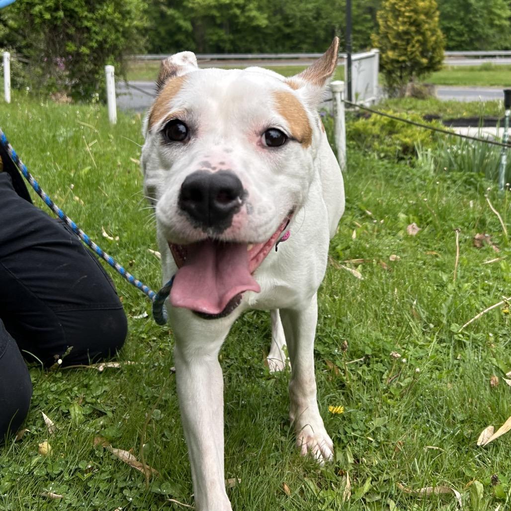 Jasmine, a Adoptable mixed breed in Birdsboro, PA image 6/6
