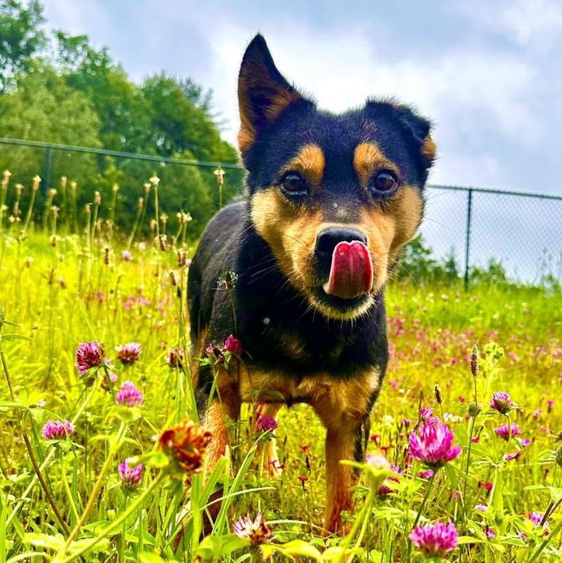 Enlarge Star, a Adoptable mixed breed in Groton, VT image 1/6