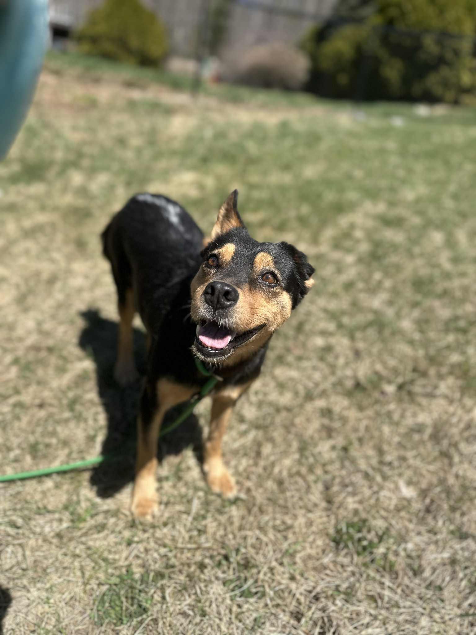 Enlarge Star, a Adoptable mixed breed in Groton, VT image 5/6