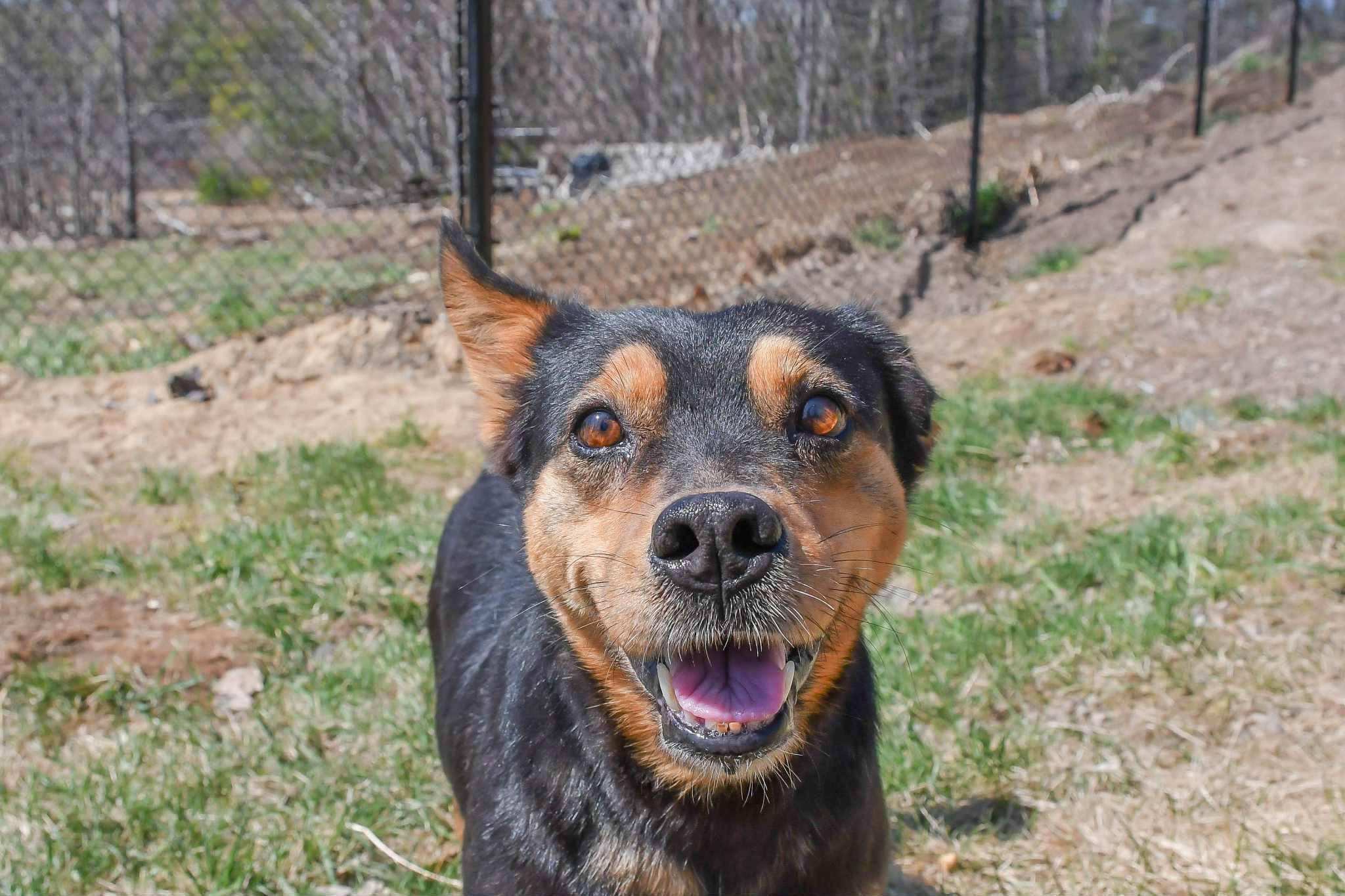 Enlarge Star, a Adoptable mixed breed in Groton, VT image 2/6