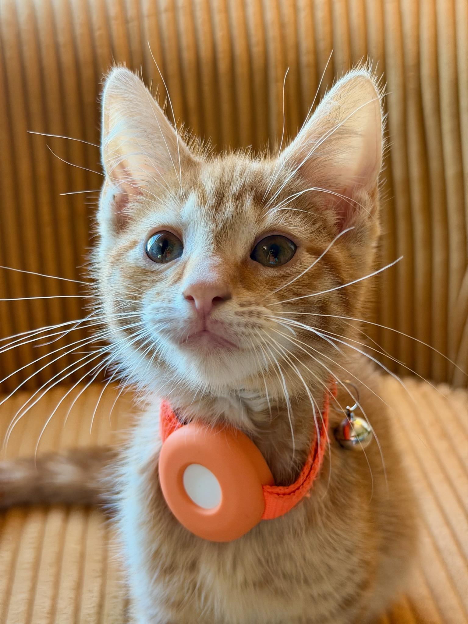 Romano, ADOPTABLE, Kitten Male Domestic Short Hair.
