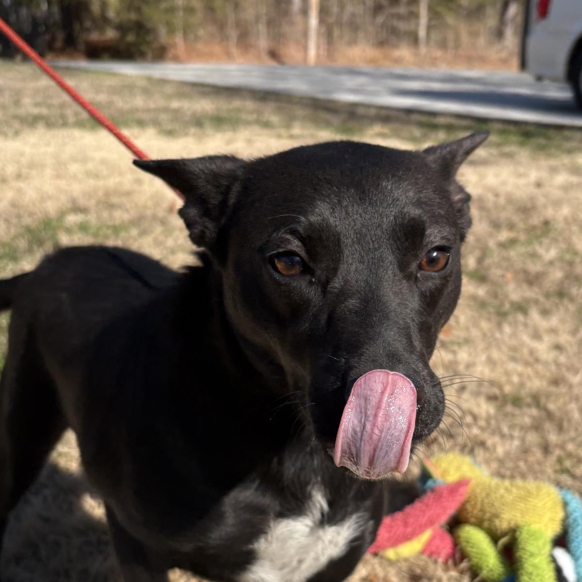 Pixie, Adoptable, Adult Female Shepherd & Australian Cattle Dog / Blue Heeler.