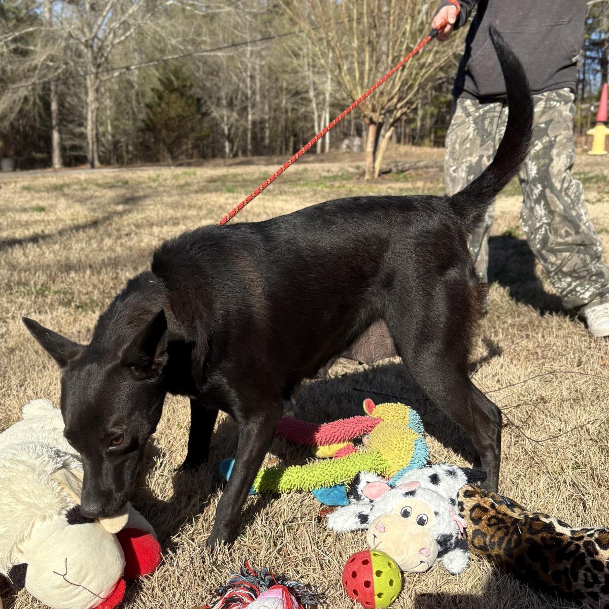 Pixie, a Adoptable mixed breed in Hagerstown, MD image 2/3