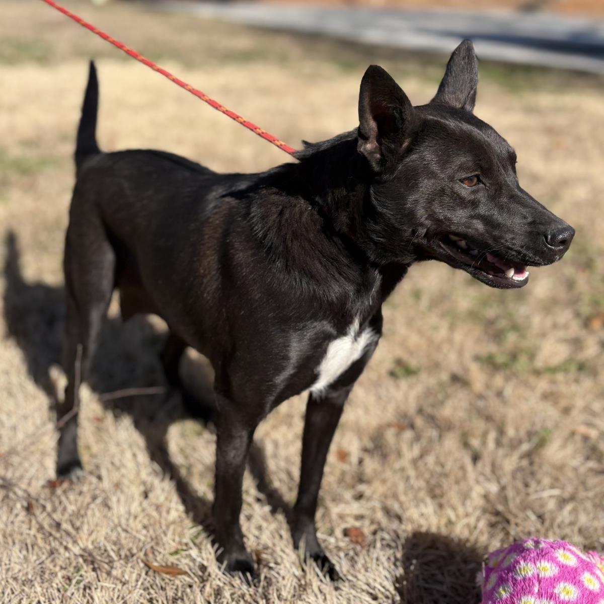 Pixie, a Adoptable mixed breed in Hagerstown, MD image 3/3
