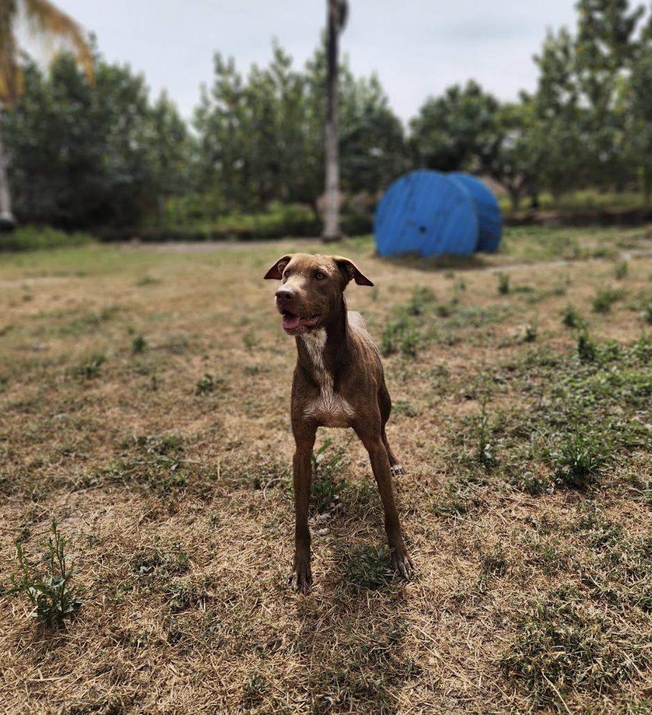 Enlarge Buba, a Adoptable Mixed Breed in EL COLORADO, JAL image 1/6