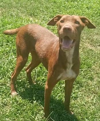 Enlarge Buba, a Adoptable Mixed Breed in EL COLORADO, JAL image 3/6