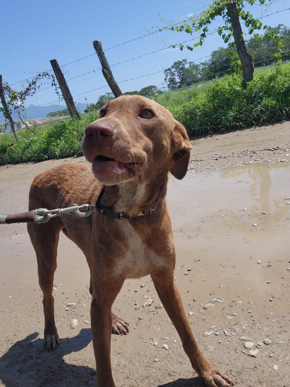 Enlarge Buba, a Adoptable Mixed Breed in EL COLORADO, JAL image 5/6