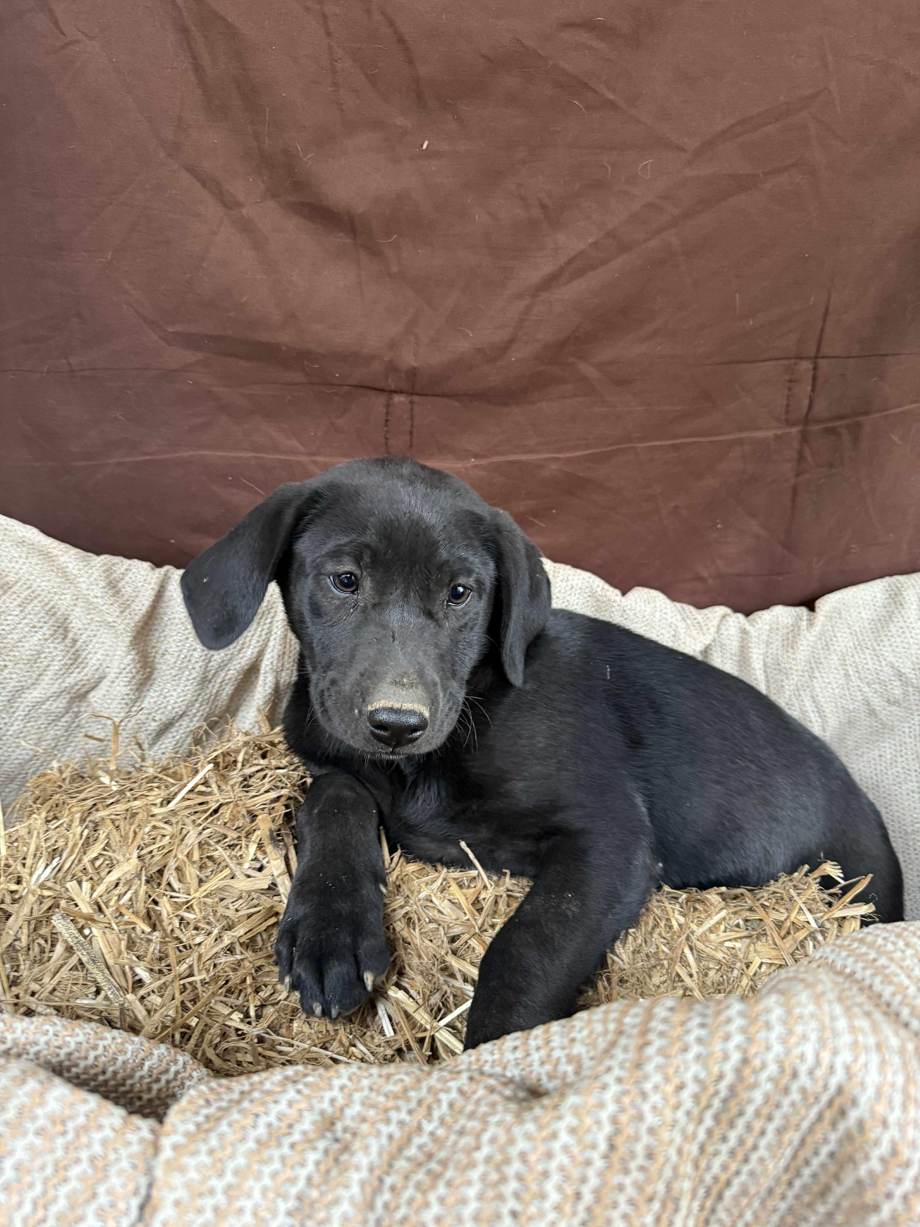 Pandora, Adoptable, Young Female Mixed Breed.