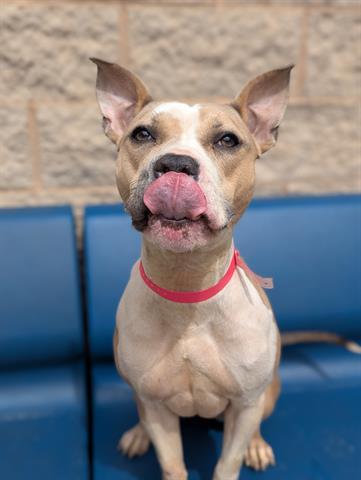 FROSTED FLAKE, Adoptable, Young Female Pit Bull Terrier.