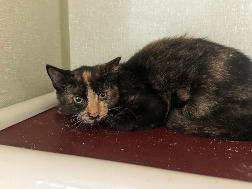 Amber, Adoptable, Kitten Female Domestic Short Hair.