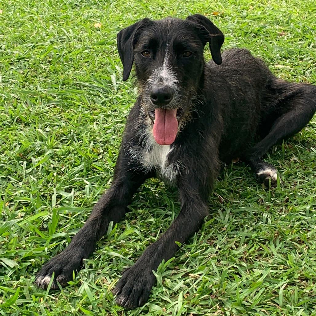 Koa, Adoptable, Adult Male Staffordshire Bull Terrier & Irish Wolfhound.