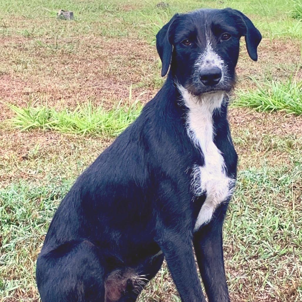 Enlarge Koa, a Adoptable mixed breed in Keaau, HI image 2/3