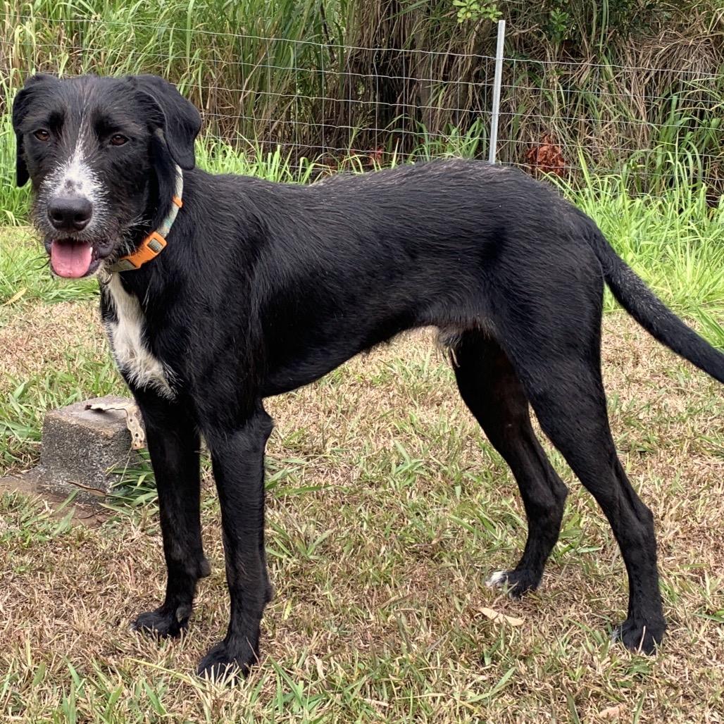 Enlarge Koa, a Adoptable mixed breed in Keaau, HI image 3/3