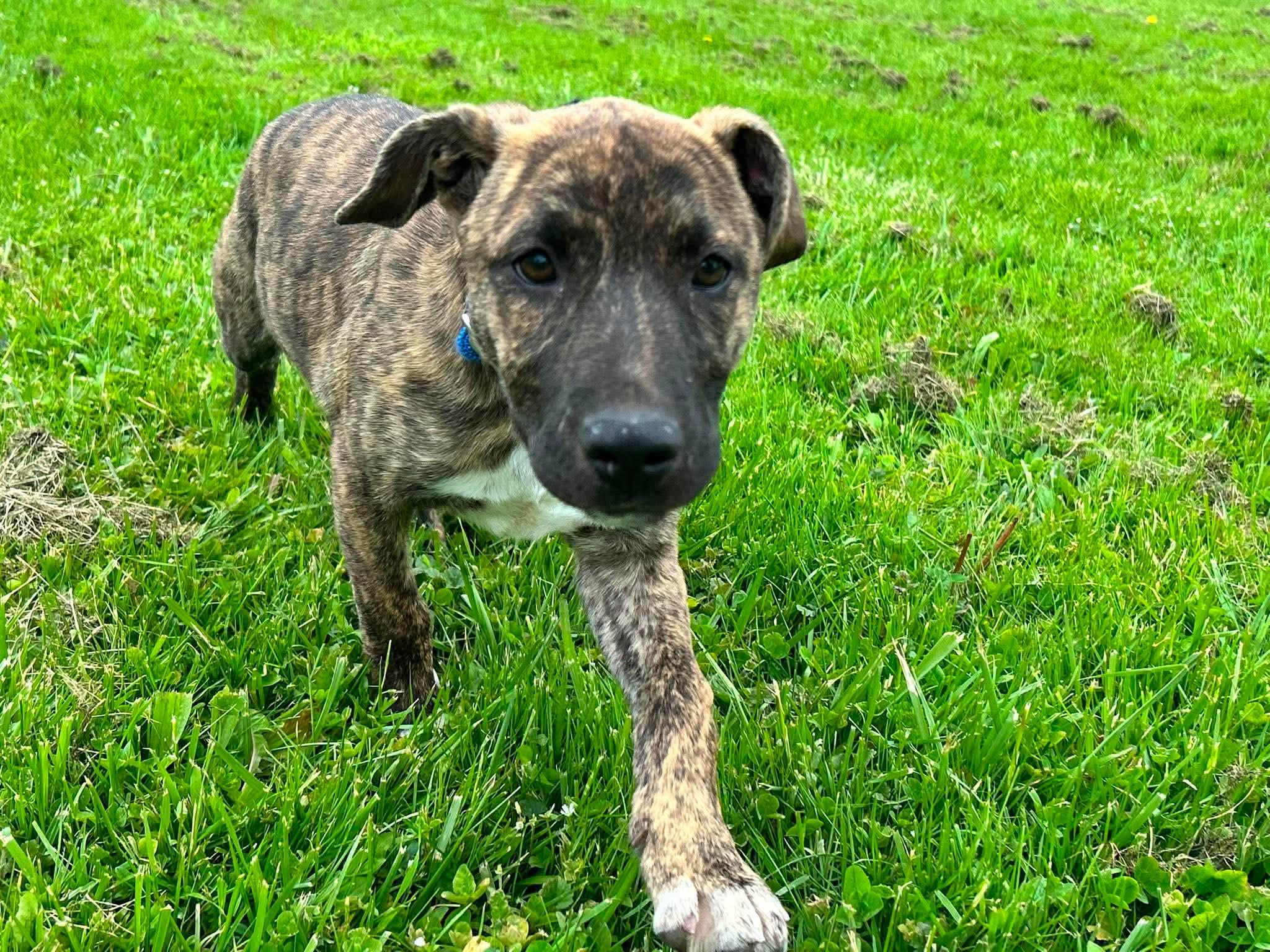 Enlarge Maple, a ADOPTABLE mixed breed in Brunswick, OH image 3/4