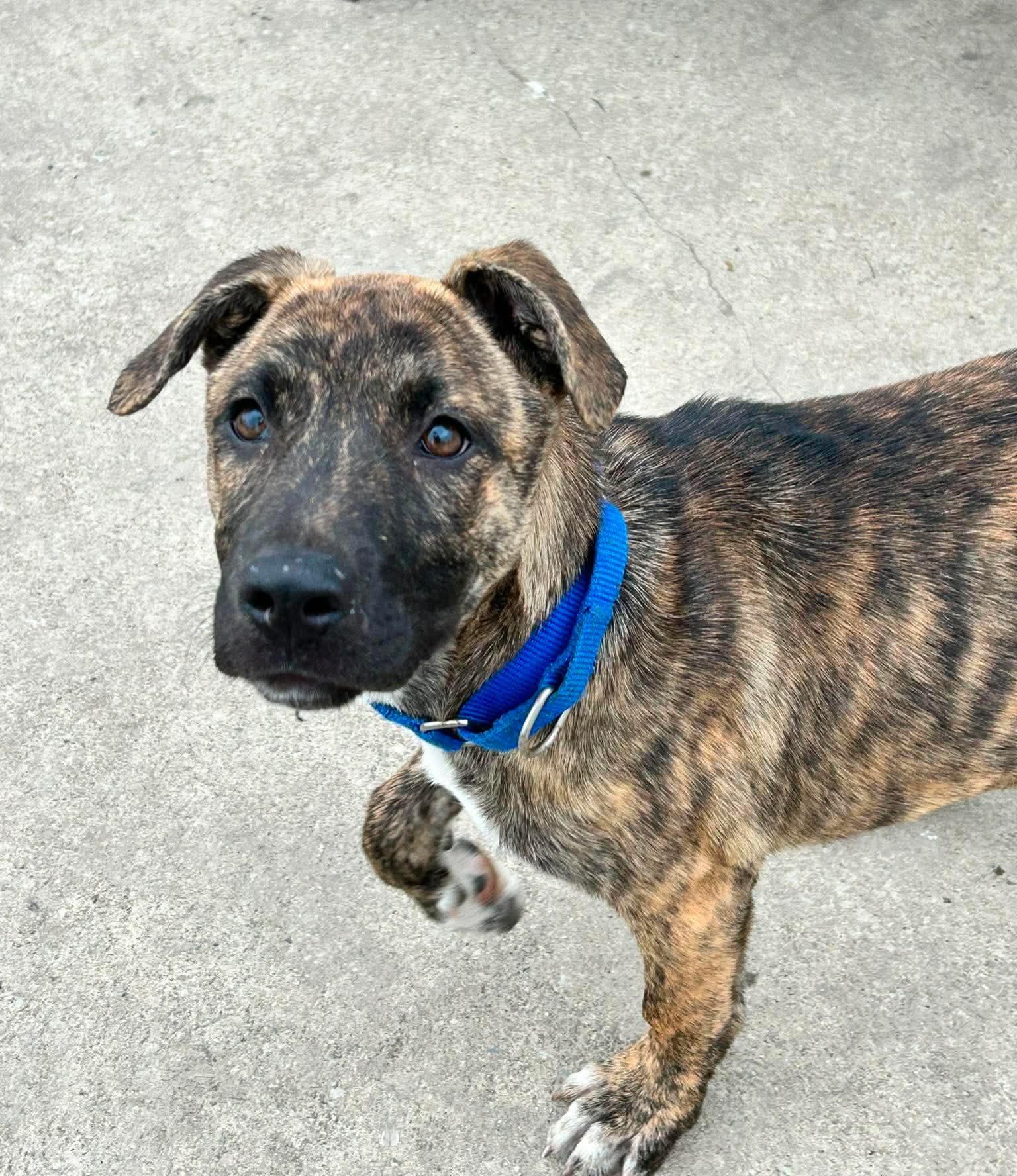 Maple, ADOPTABLE, Puppy Female Mastiff.