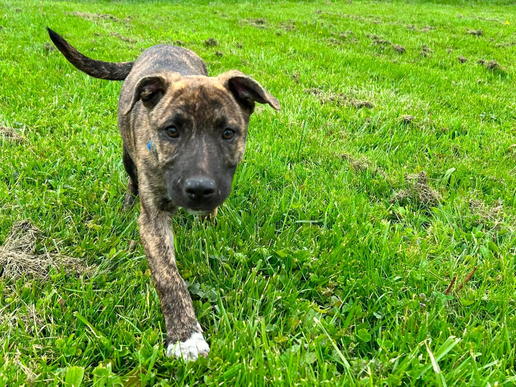 Enlarge Maple, a ADOPTABLE mixed breed in Brunswick, OH image 4/4