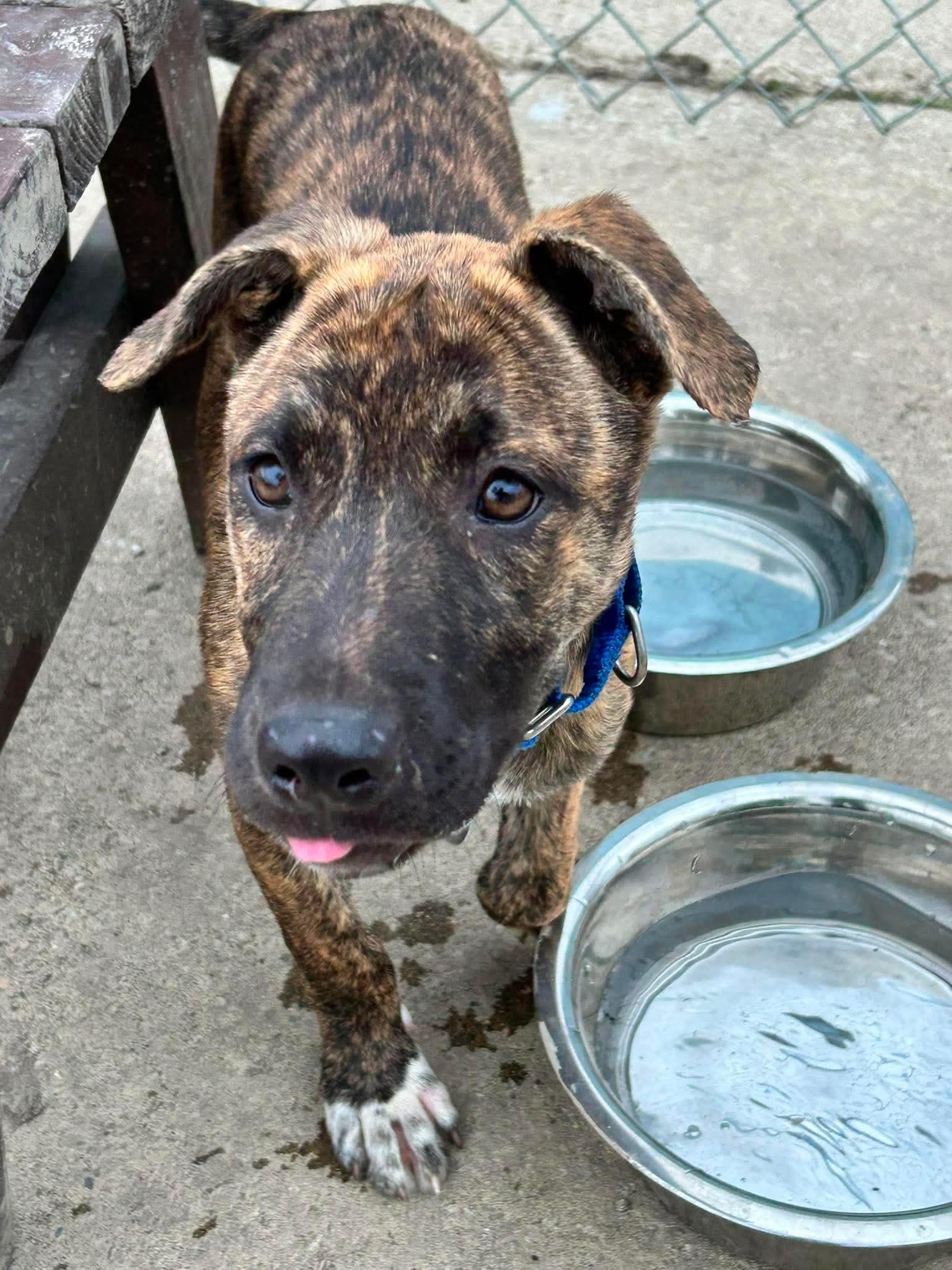 Enlarge Maple, a ADOPTABLE mixed breed in Brunswick, OH image 2/4