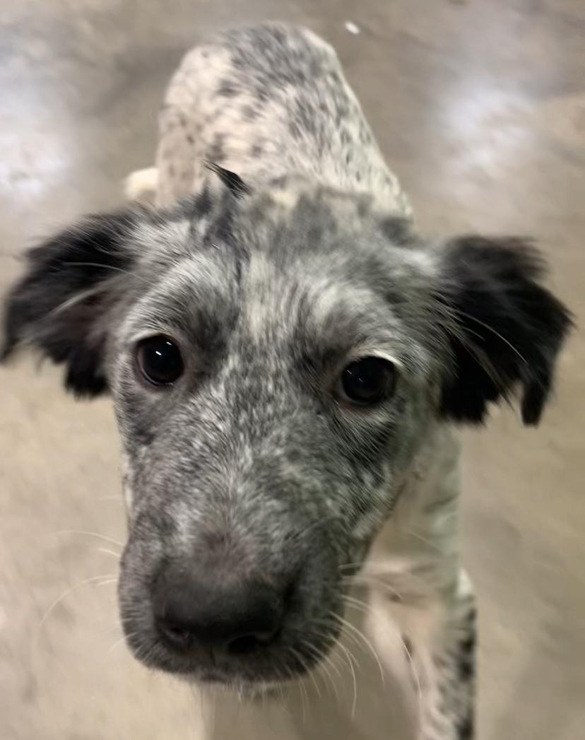 Enlarge Cookie, a Adopted mixed breed in Comanche, TX image 1/1