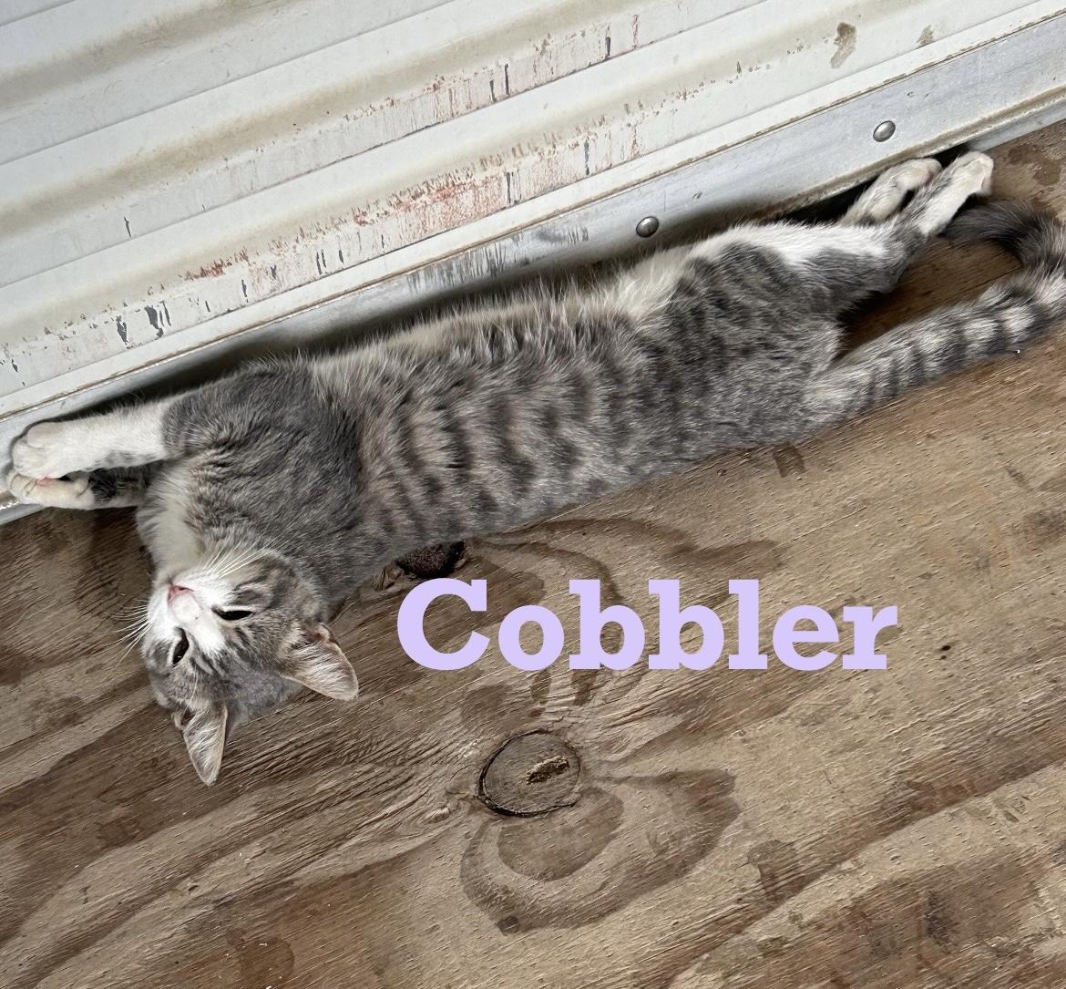 Cobbler, a Adoptable mixed breed in Houston, TX image 1/5