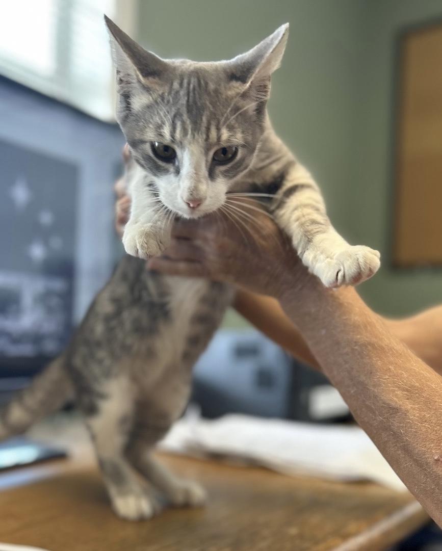 Cobbler, a Adoptable mixed breed in Houston, TX image 2/5